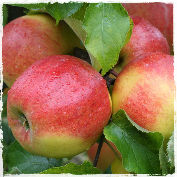 Jonagold Apples