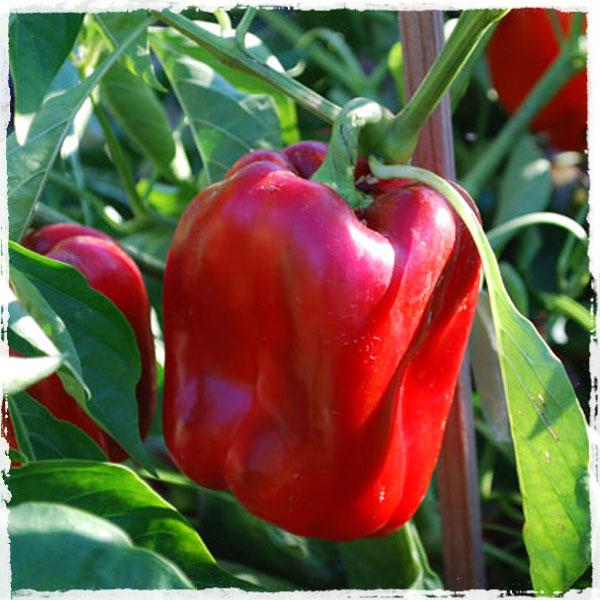 Red Capsicum