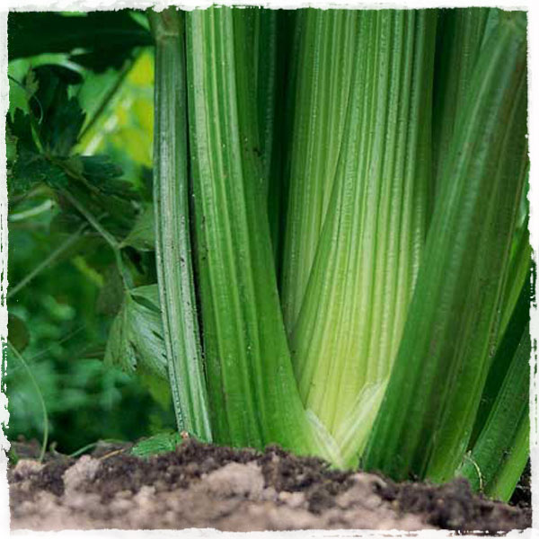Celery