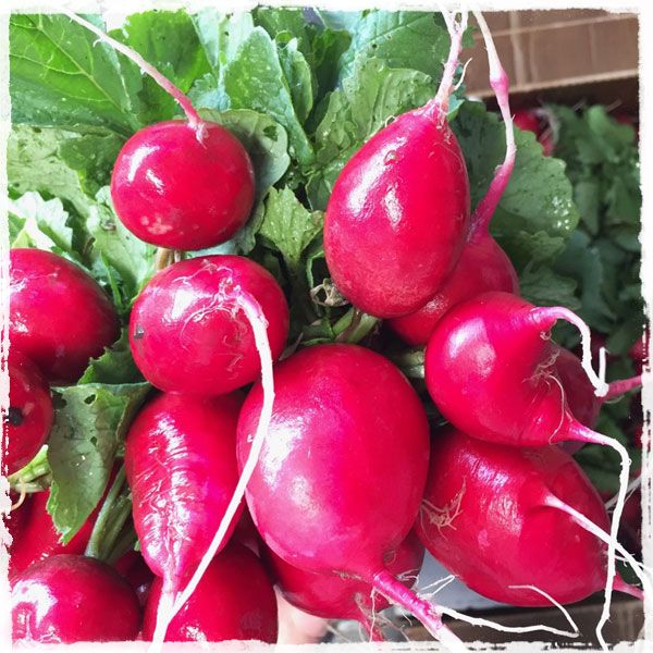 Radish