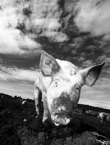 happypig
