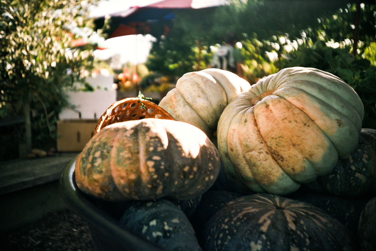 Organic Pumpkin