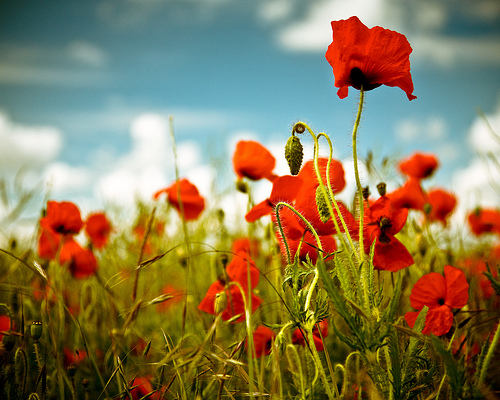 ANZAC Day Poppies