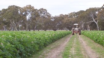 Aussie Farmers