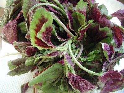 amaranth leaves