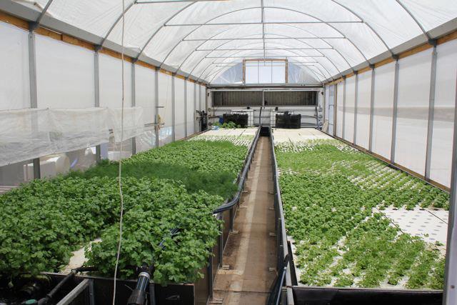 CERES Aquaponics Organic Urban Farming