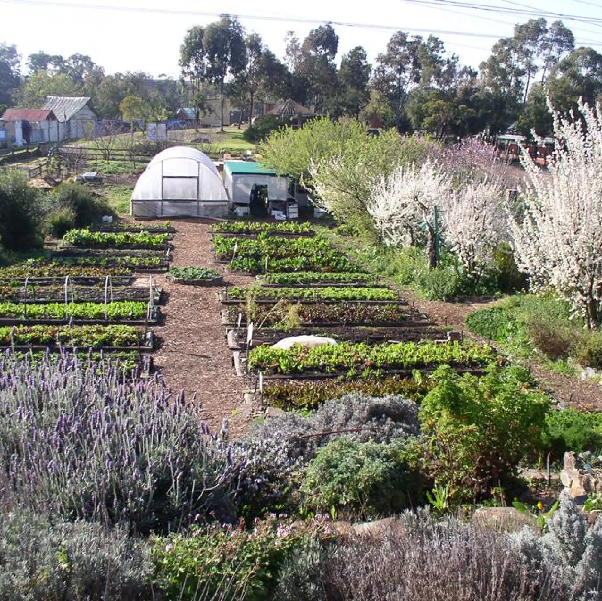 CERES Honey Lane Market Garden