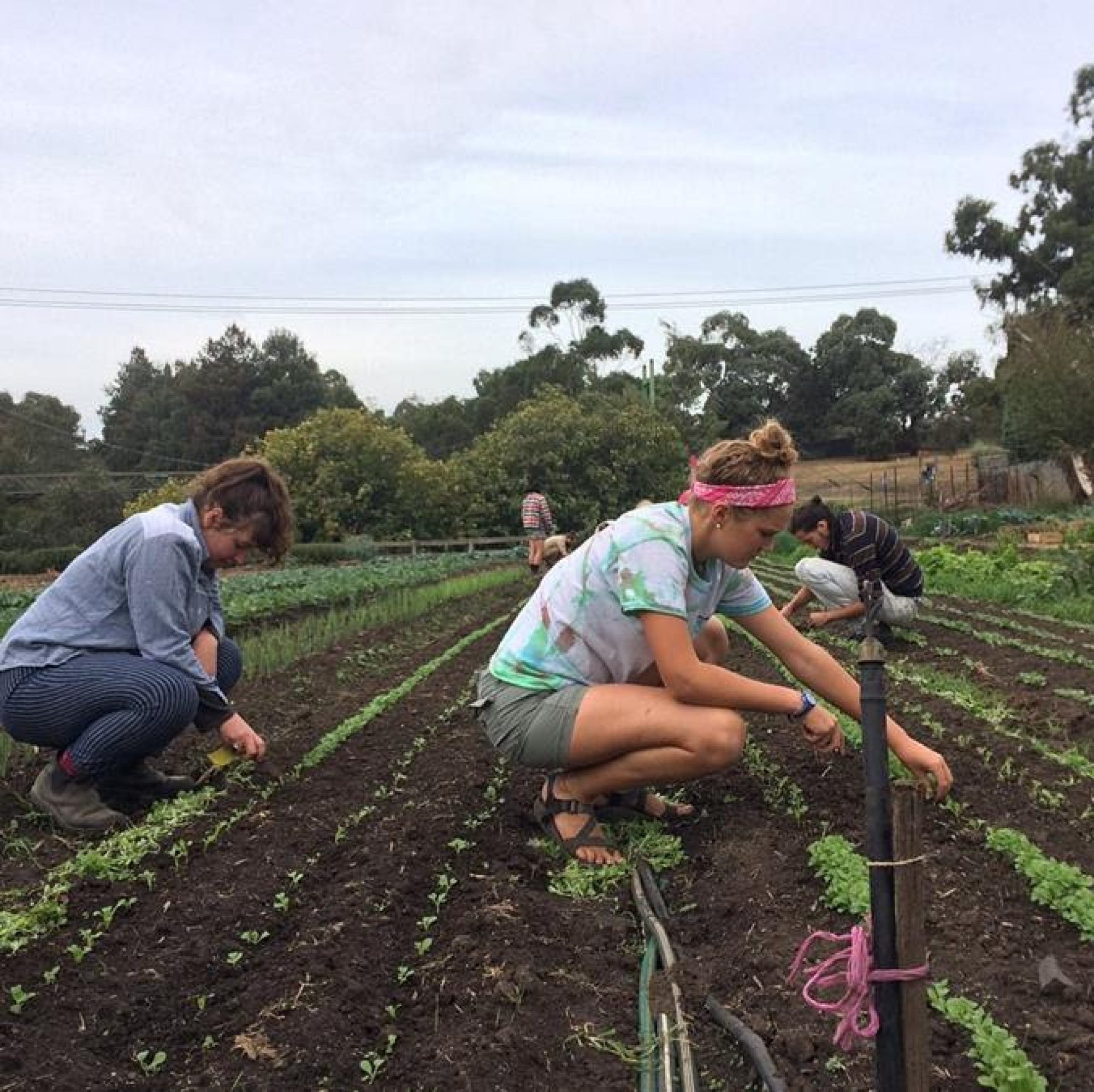 CERES Joe's garden - thinning seeds