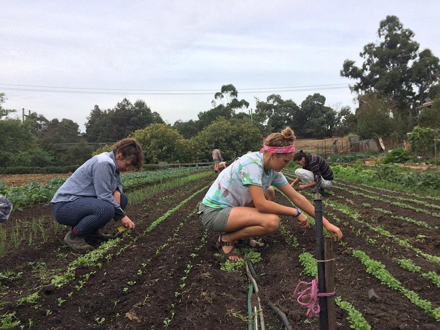 CERES Joe's garden - thinning seeds