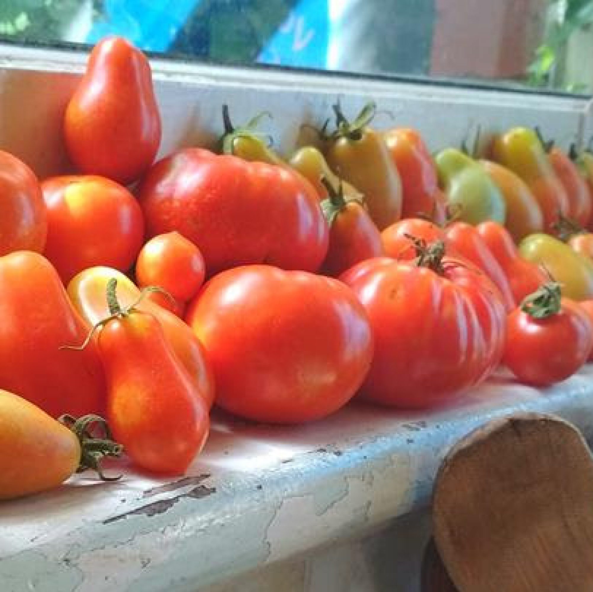 Tomatoes_windowsill_ChrisEnnis
