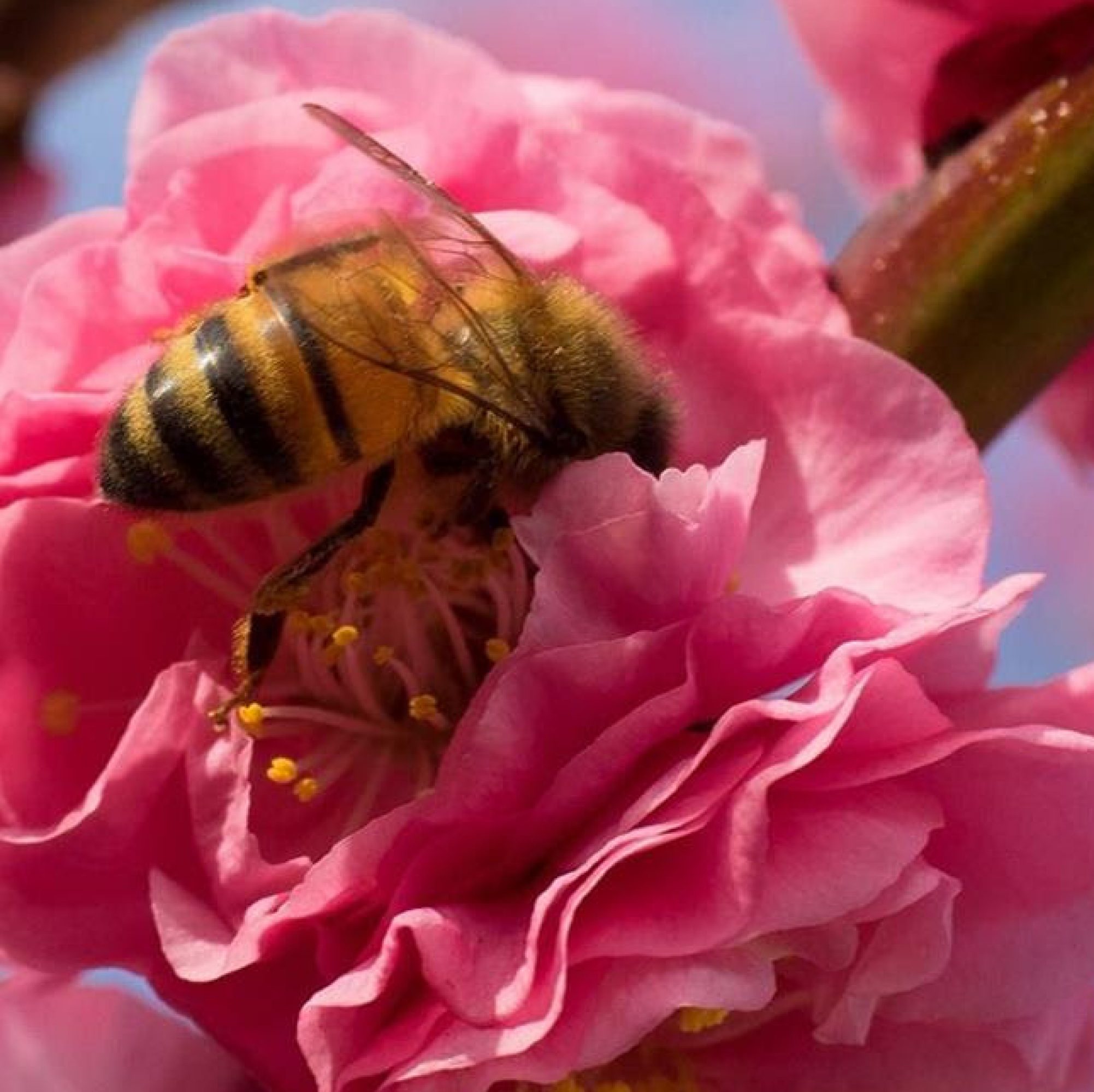 Bee and flower