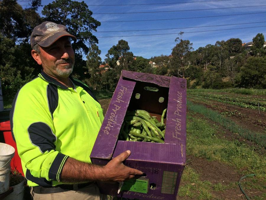 Joe carrying broad beans