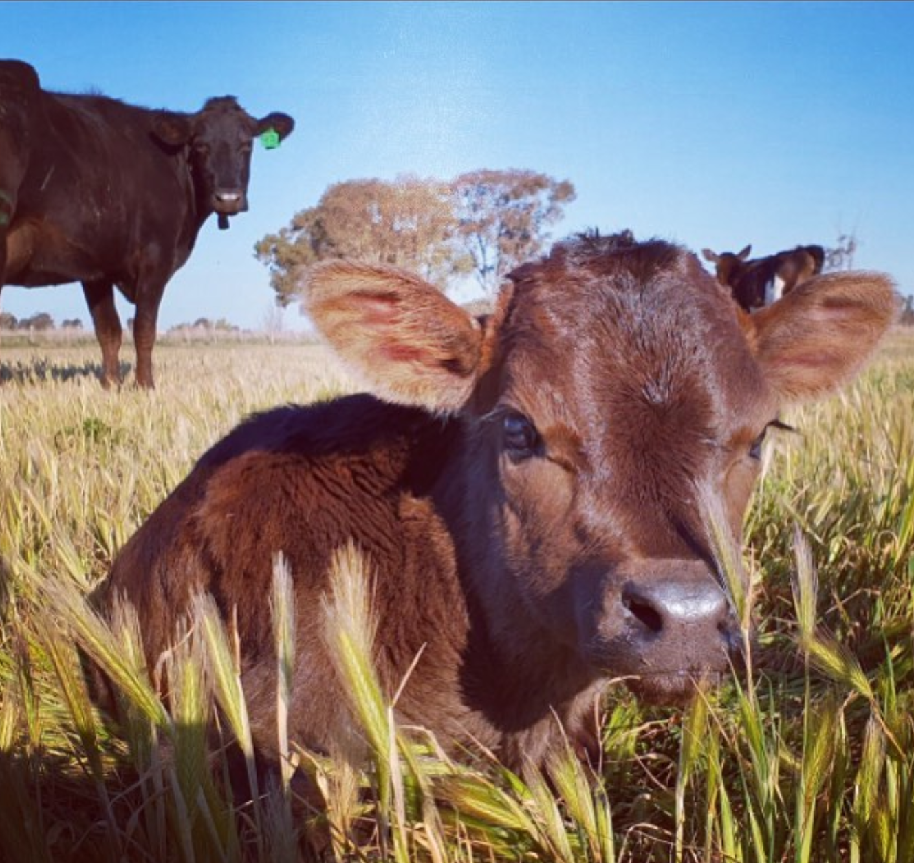 how now dairy - CERES Fair Food how now dairy