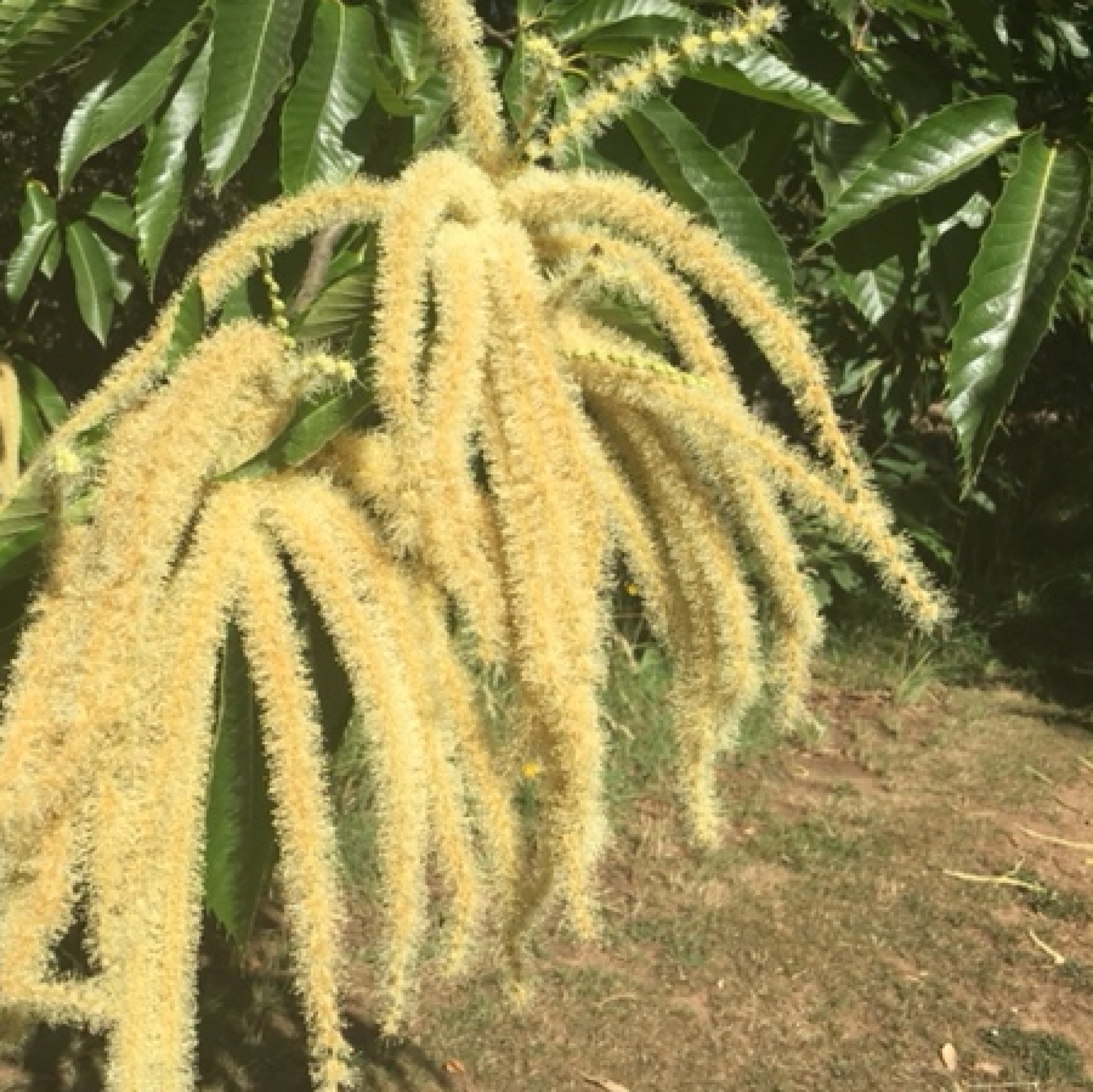 Jenny Indian chestnut flowers