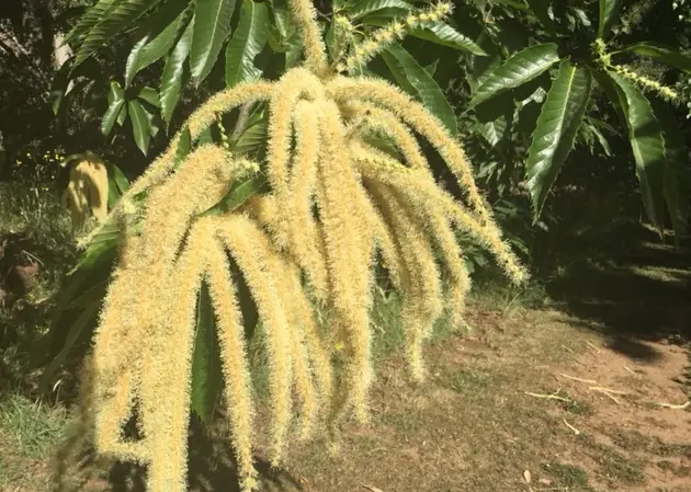 Jenny Indian chestnut flowers