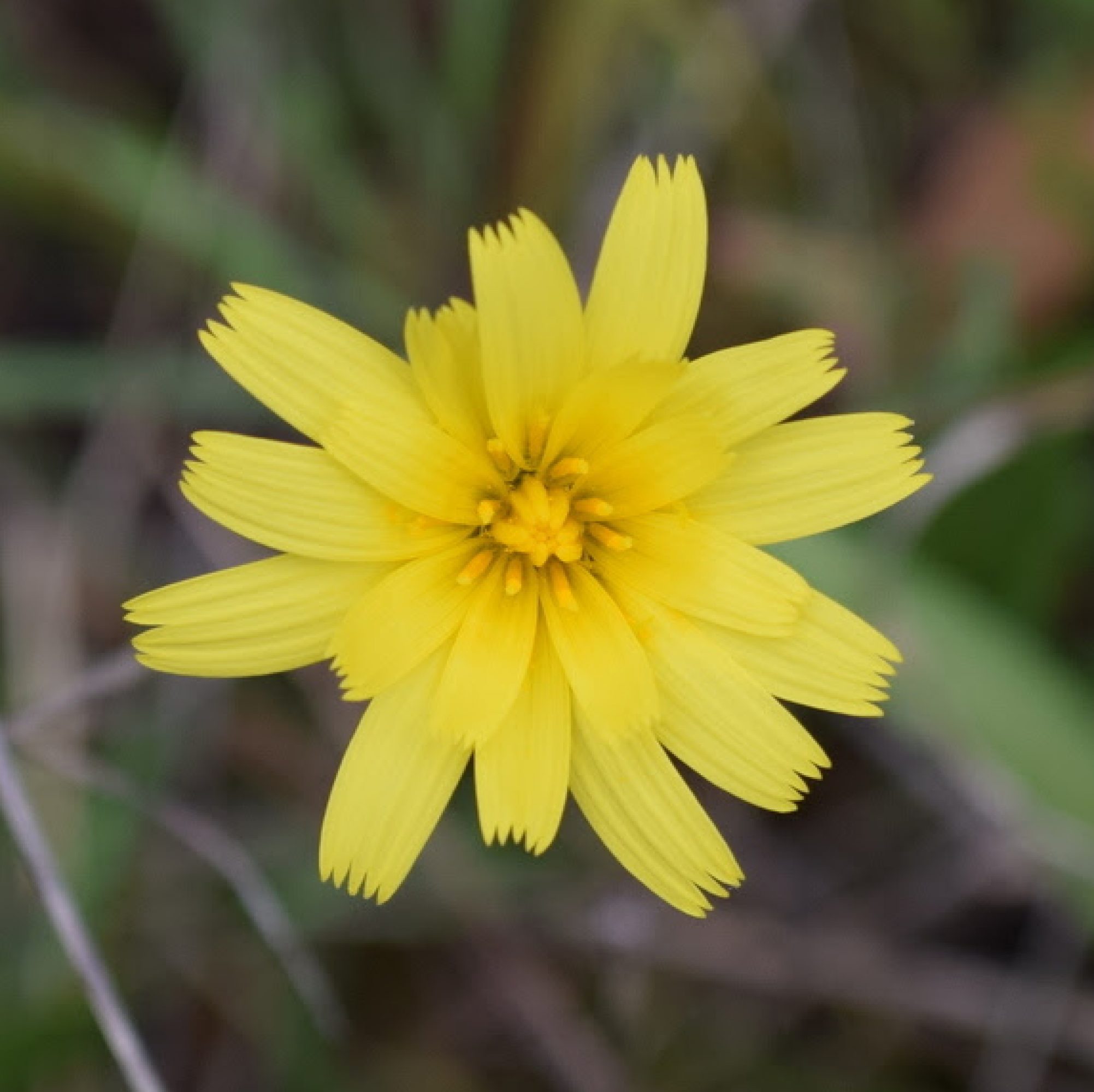 Murnong flower