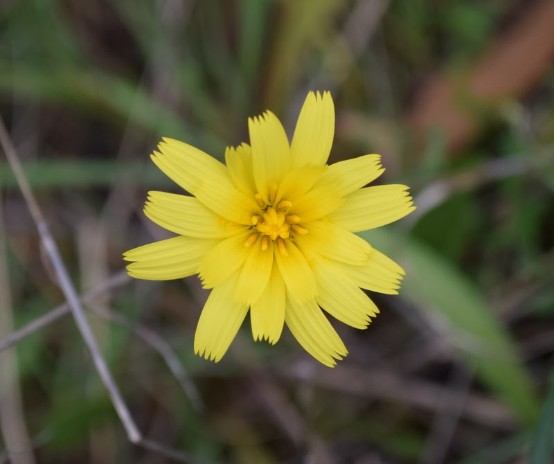 Murnong flower