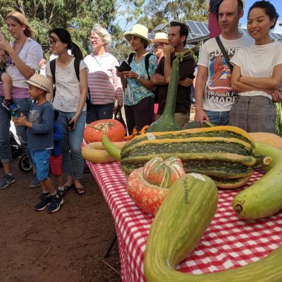 Harvest Festival 2019 gourds
