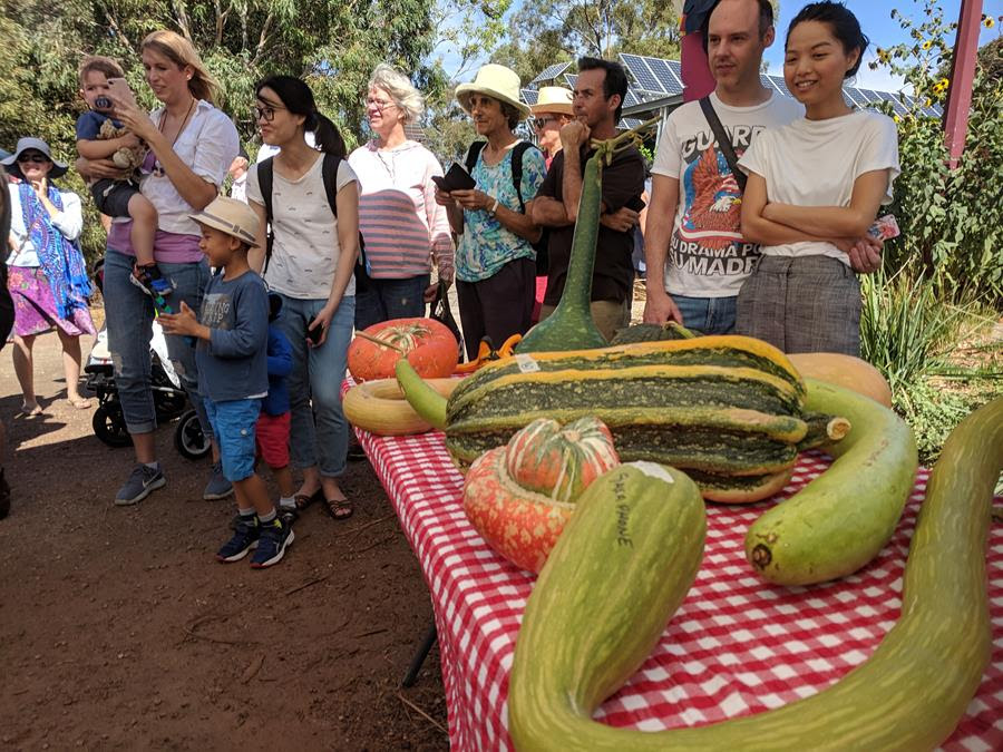 Harvest Festival 2019 gourds