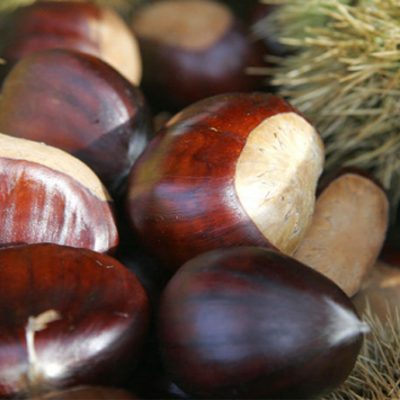 Jenny Indian Chestnuts