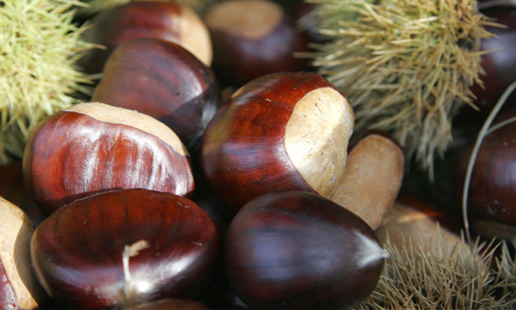 Jenny Indian Chestnuts