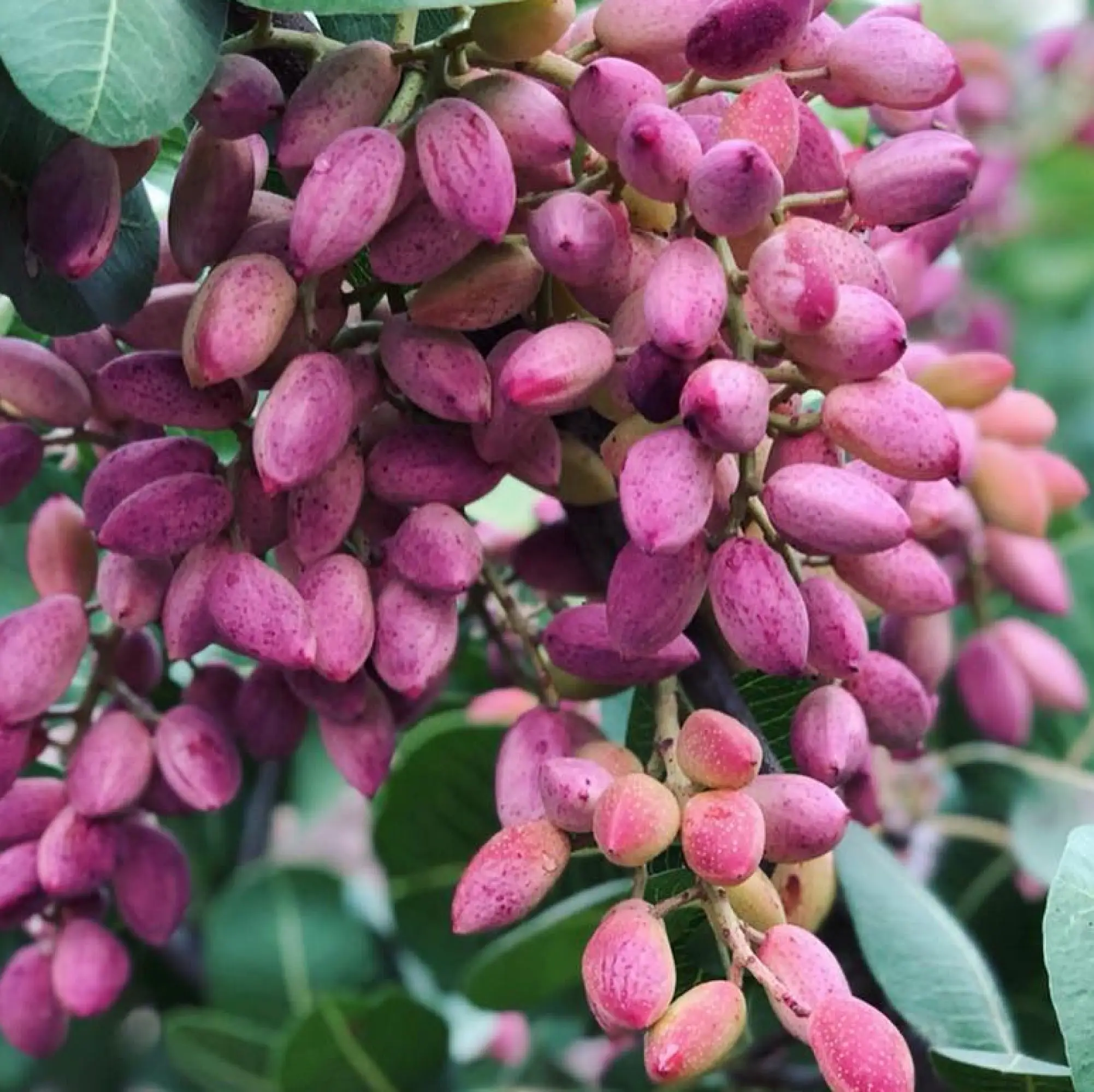 Pistachios tree Wahrina