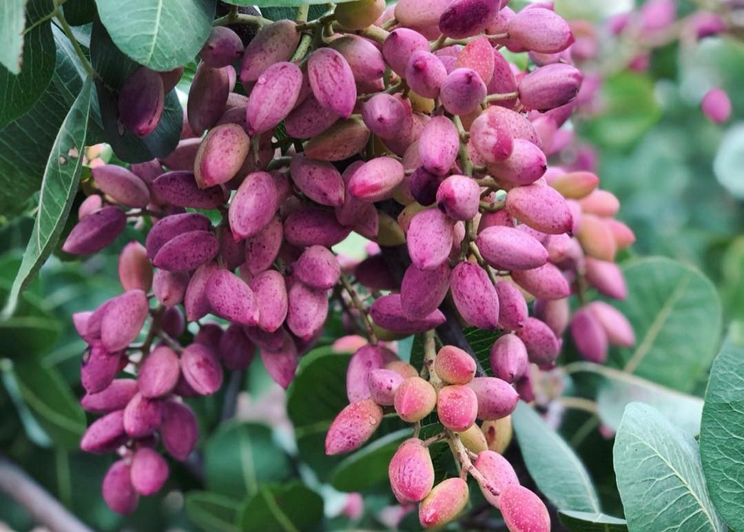 Pistachios_tree_Wahrina - CERES Fair Food Pistachios tree Wahrina