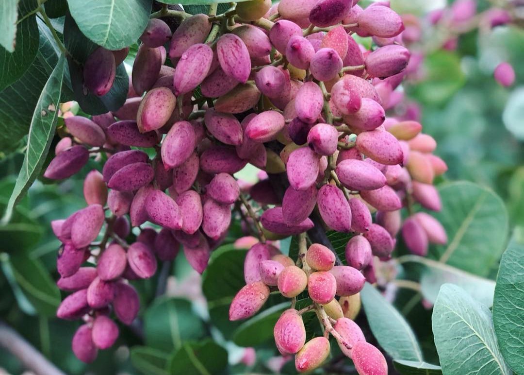 Pistachios tree Wahrina