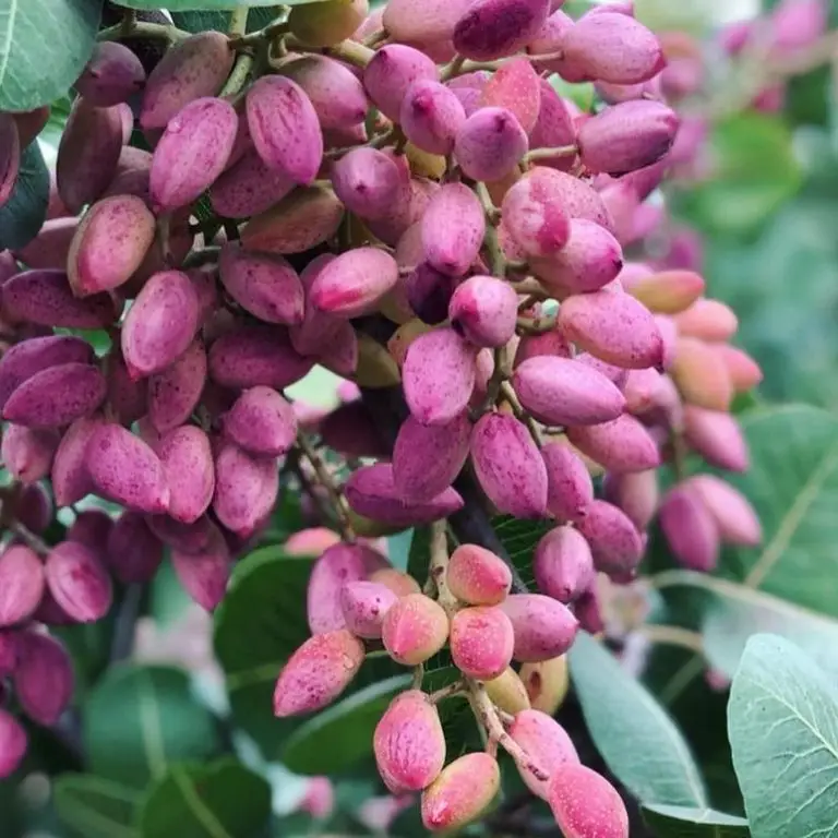 Pistachios tree Wahrina