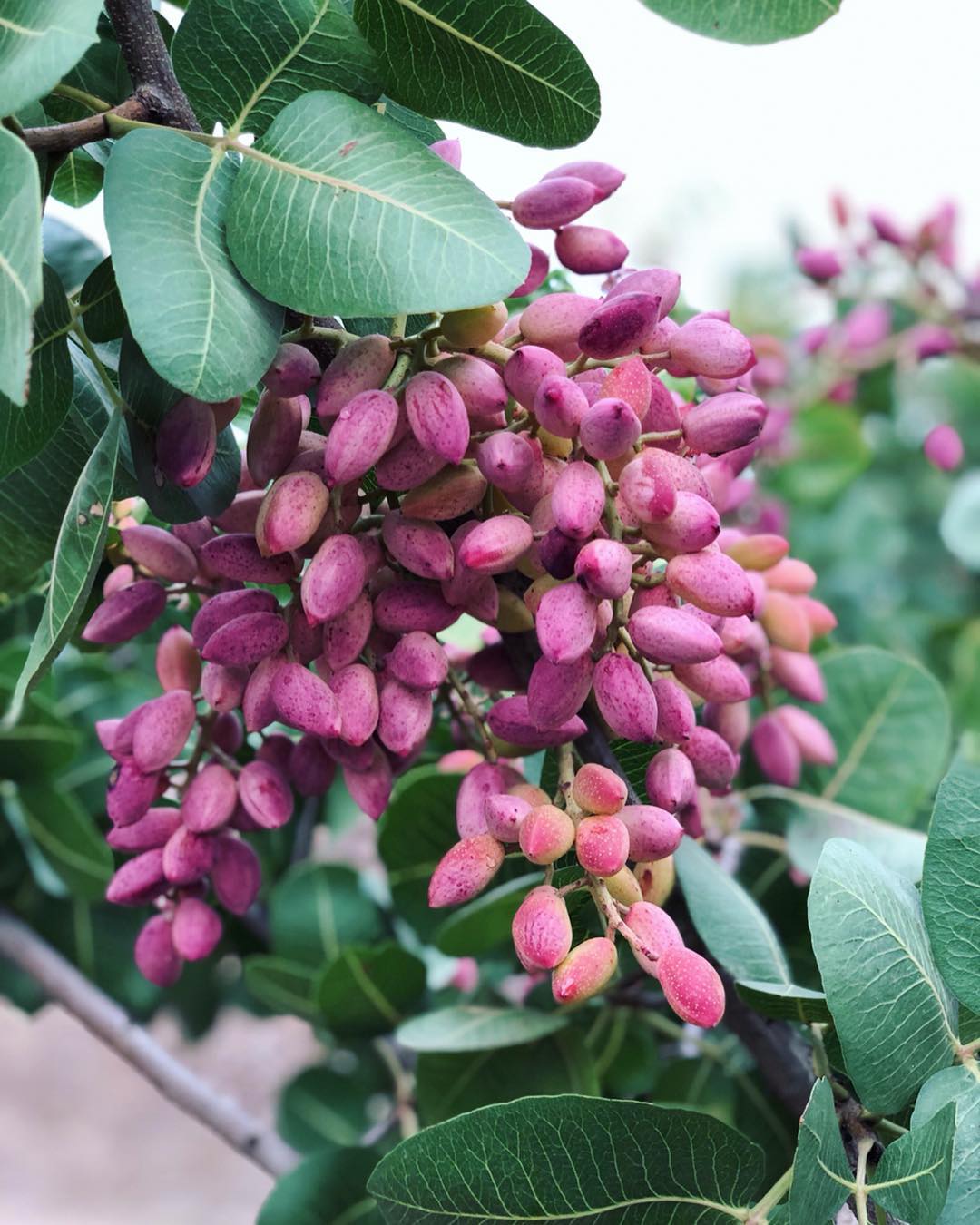 Pistachios tree Wahrina