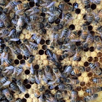 Bees_newsletter