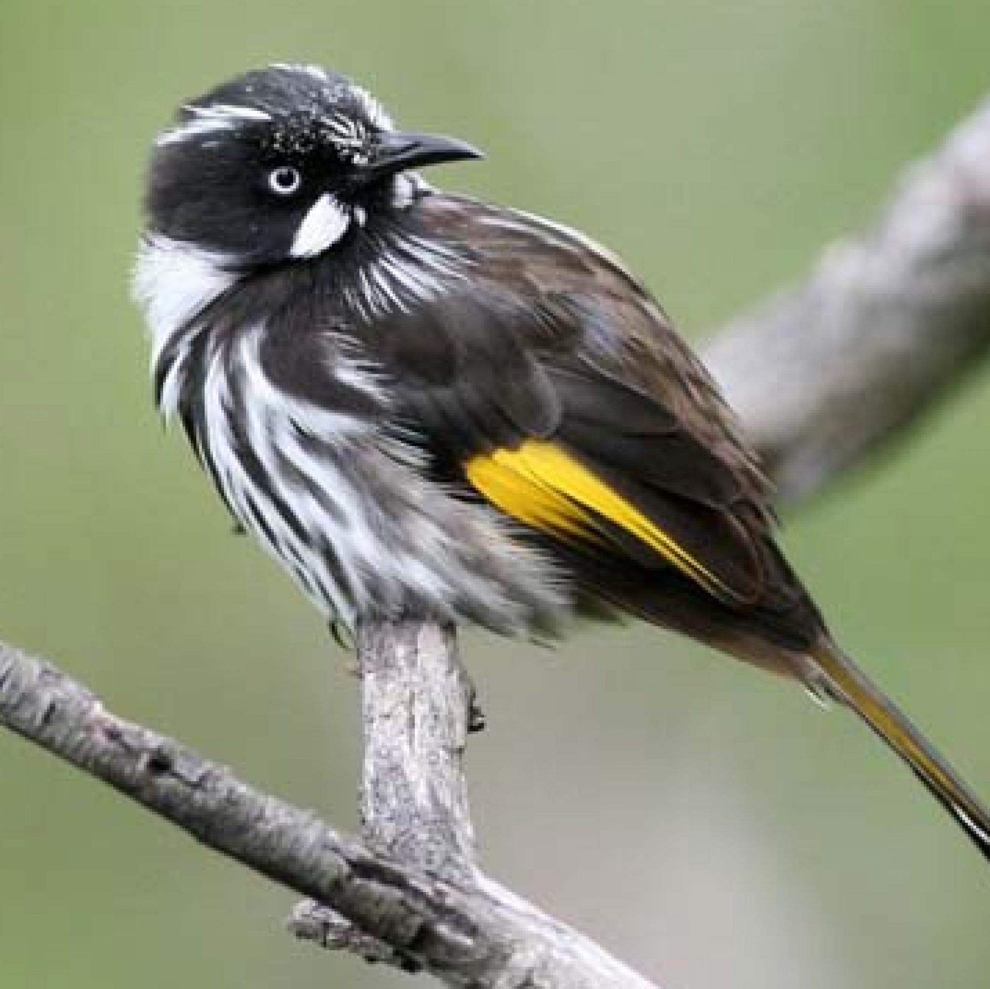 New Holland Honeyeater