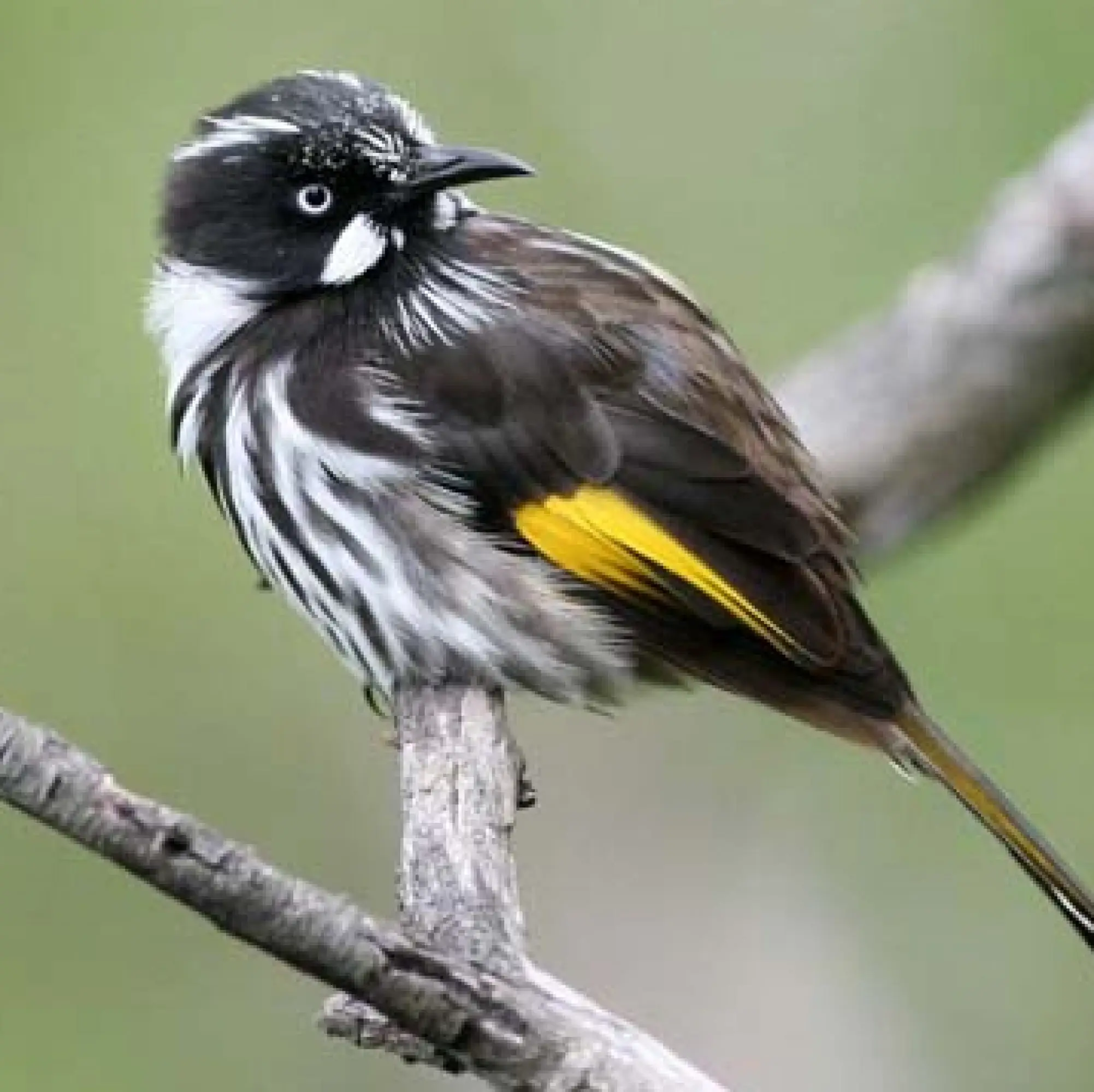 New Holland Honeyeater