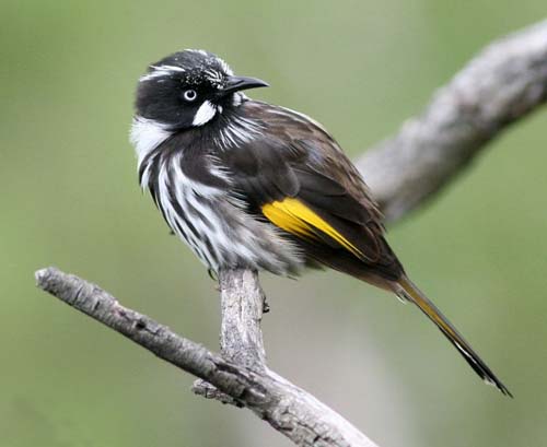 New Holland Honeyeater