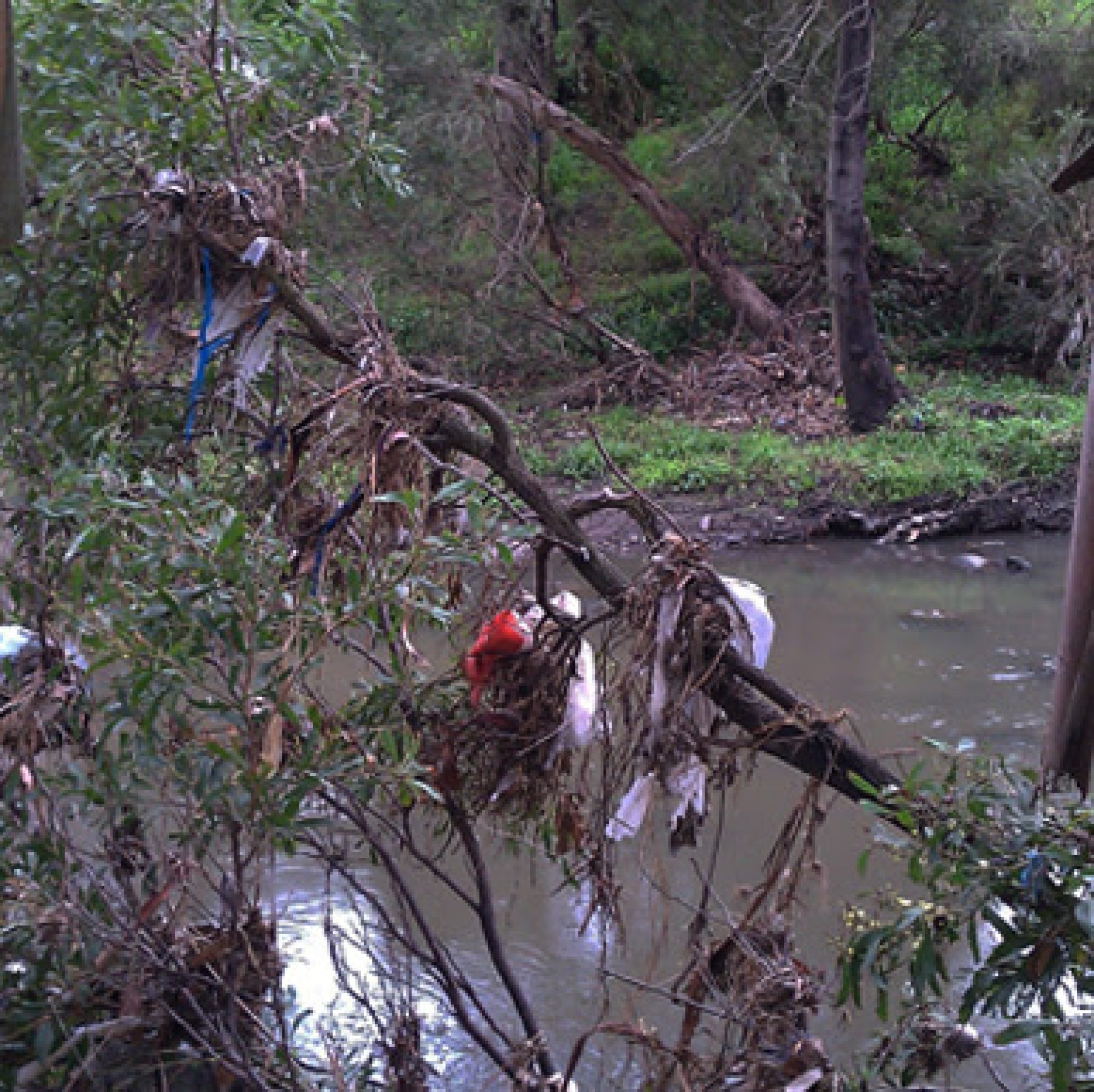 Merri Creek plastic