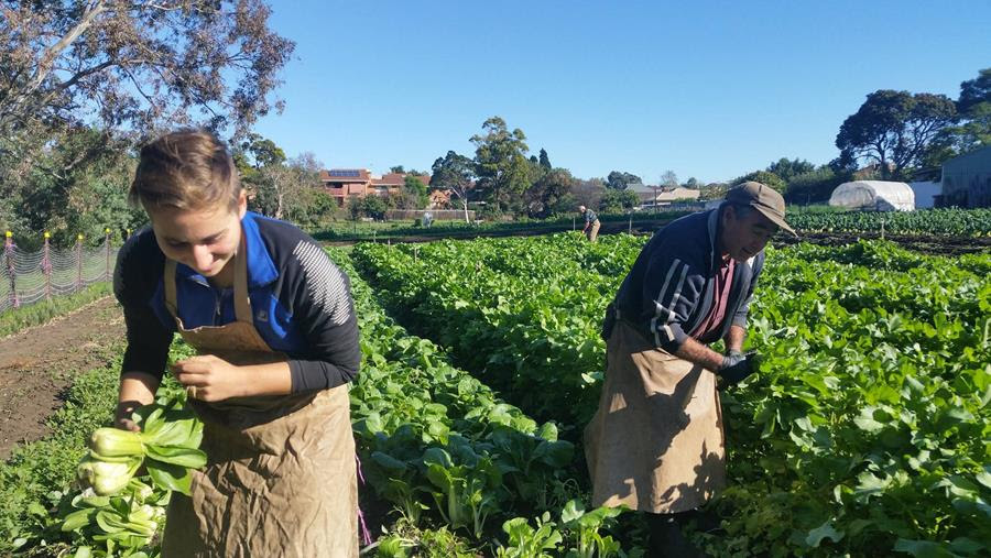 Joe's Garden and Complete Urban Farmer