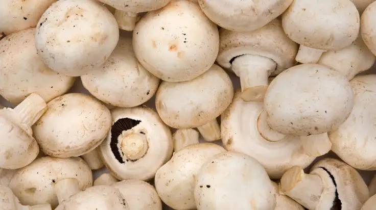 mushrooms - CERES Fair Food Mushrooms