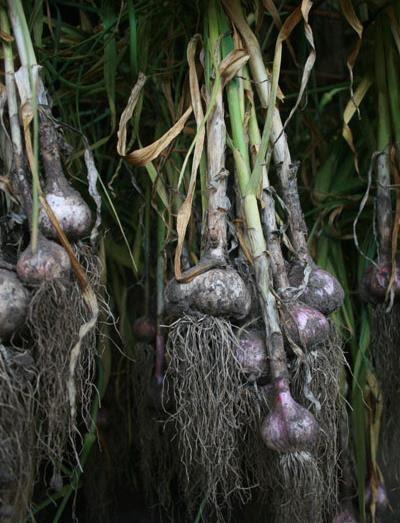 Blue_Sky_Organics_garlic - CERES Fair Food
