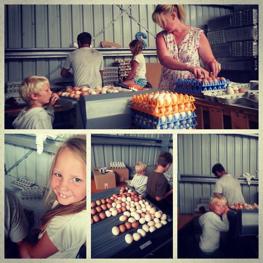 Ruby Hills egg sorting, South Gippsland