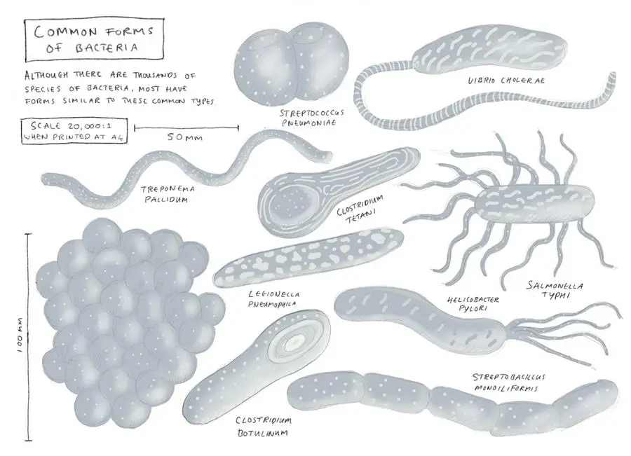 Life-on-a-Grain-of-Sand - CERES Fair Food