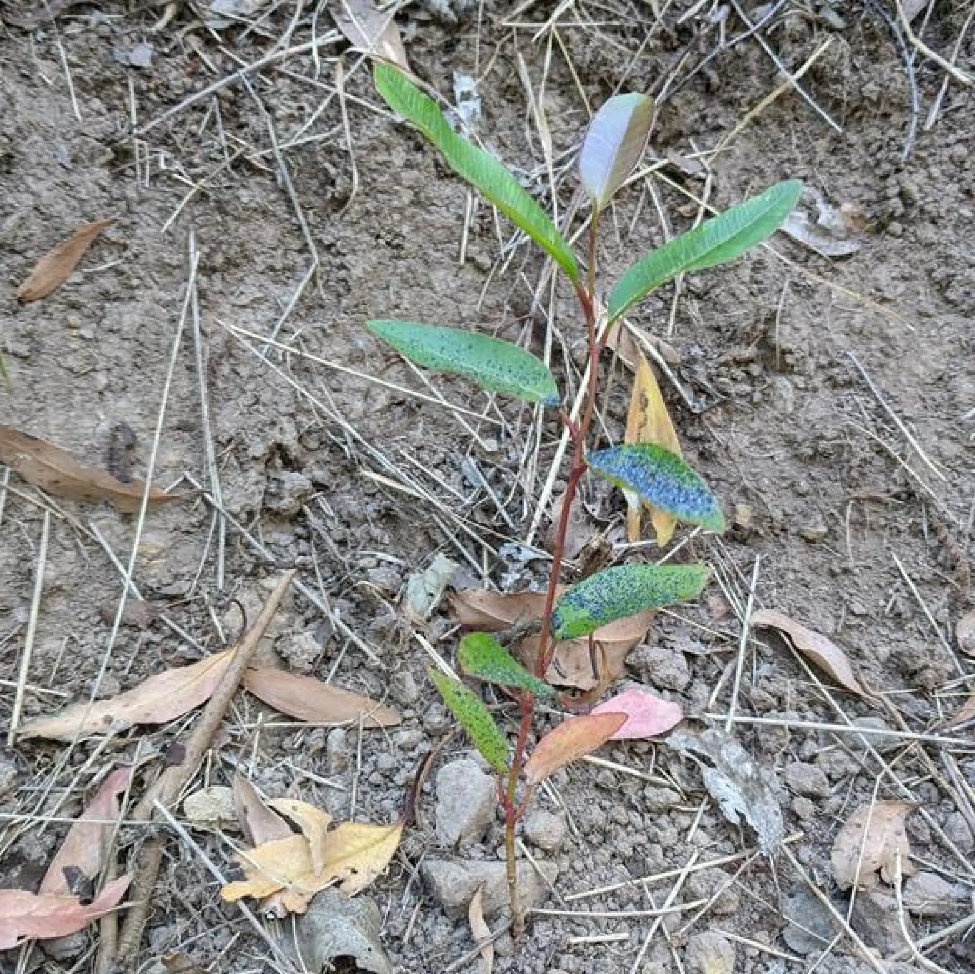 newsletter seedling in blackberry