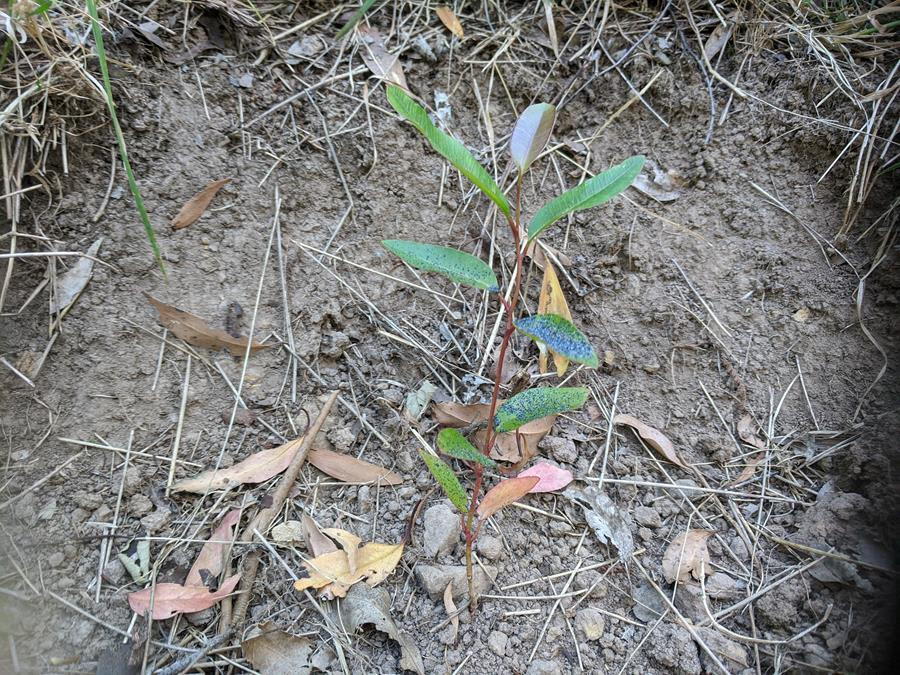 newsletter seedling in blackberry