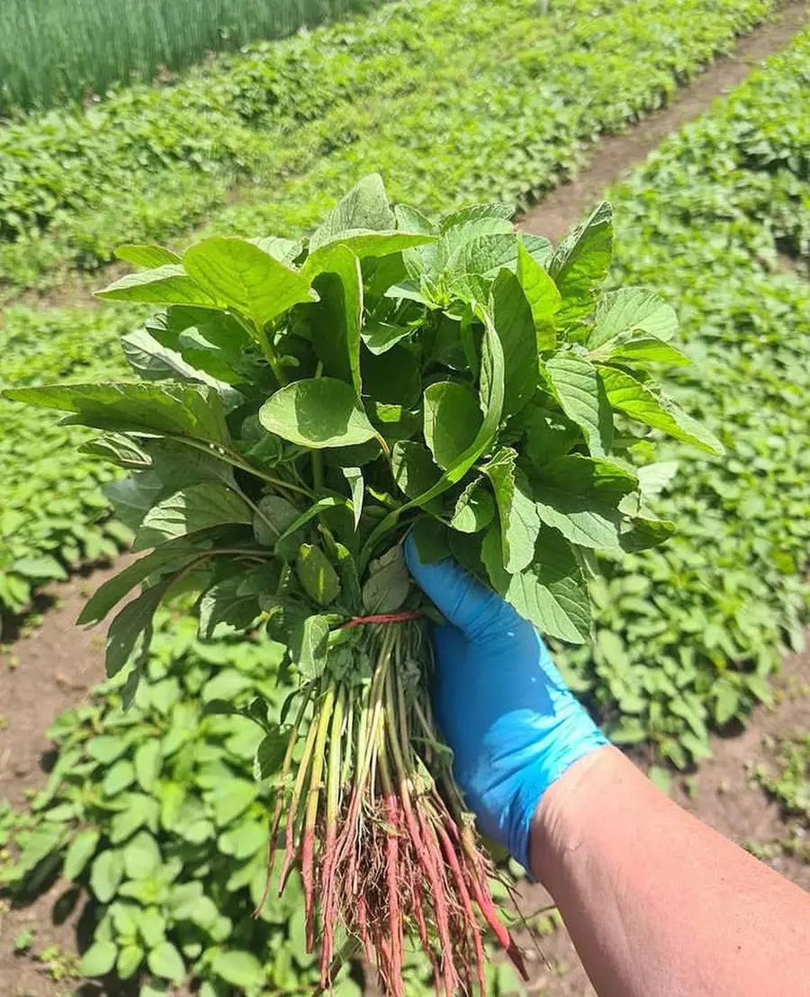 Amaranth_Joes_2020 - CERES Fair Food Joe's Garden amaranth