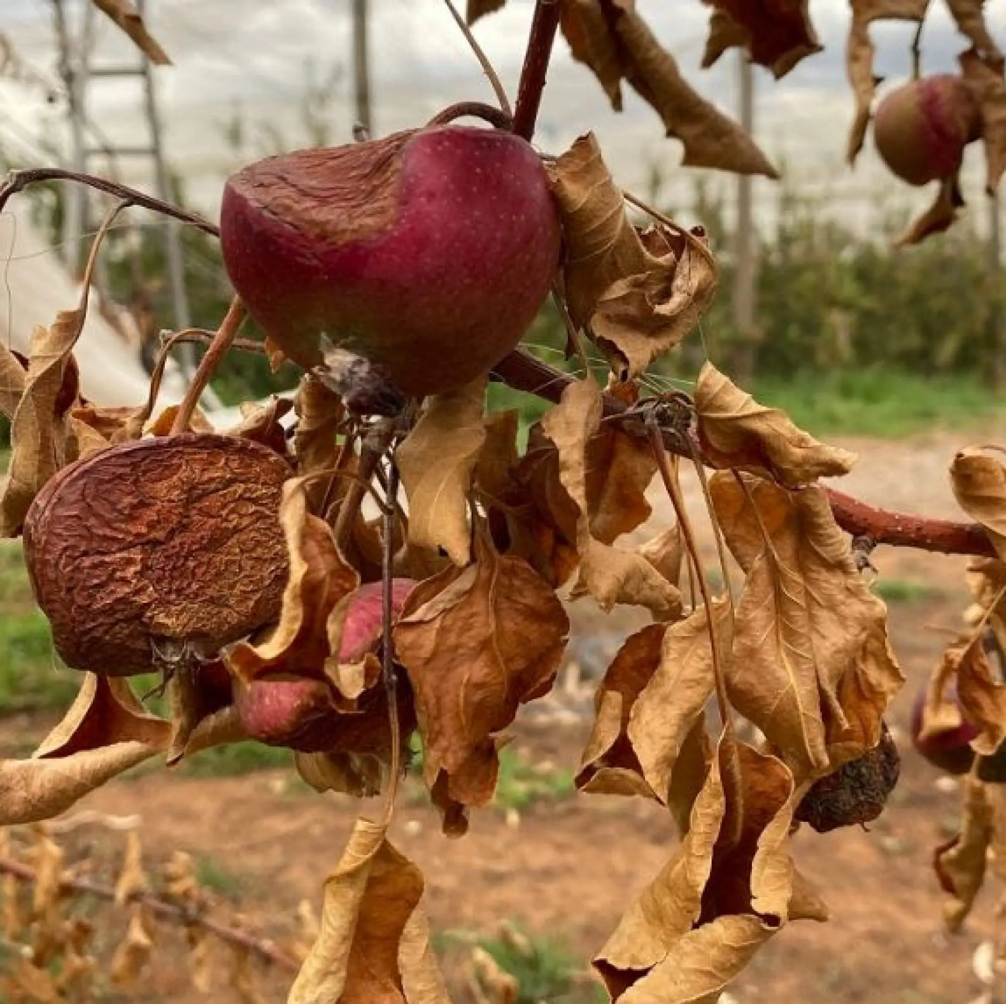 Bushfire_recovery_The-Long-Haul