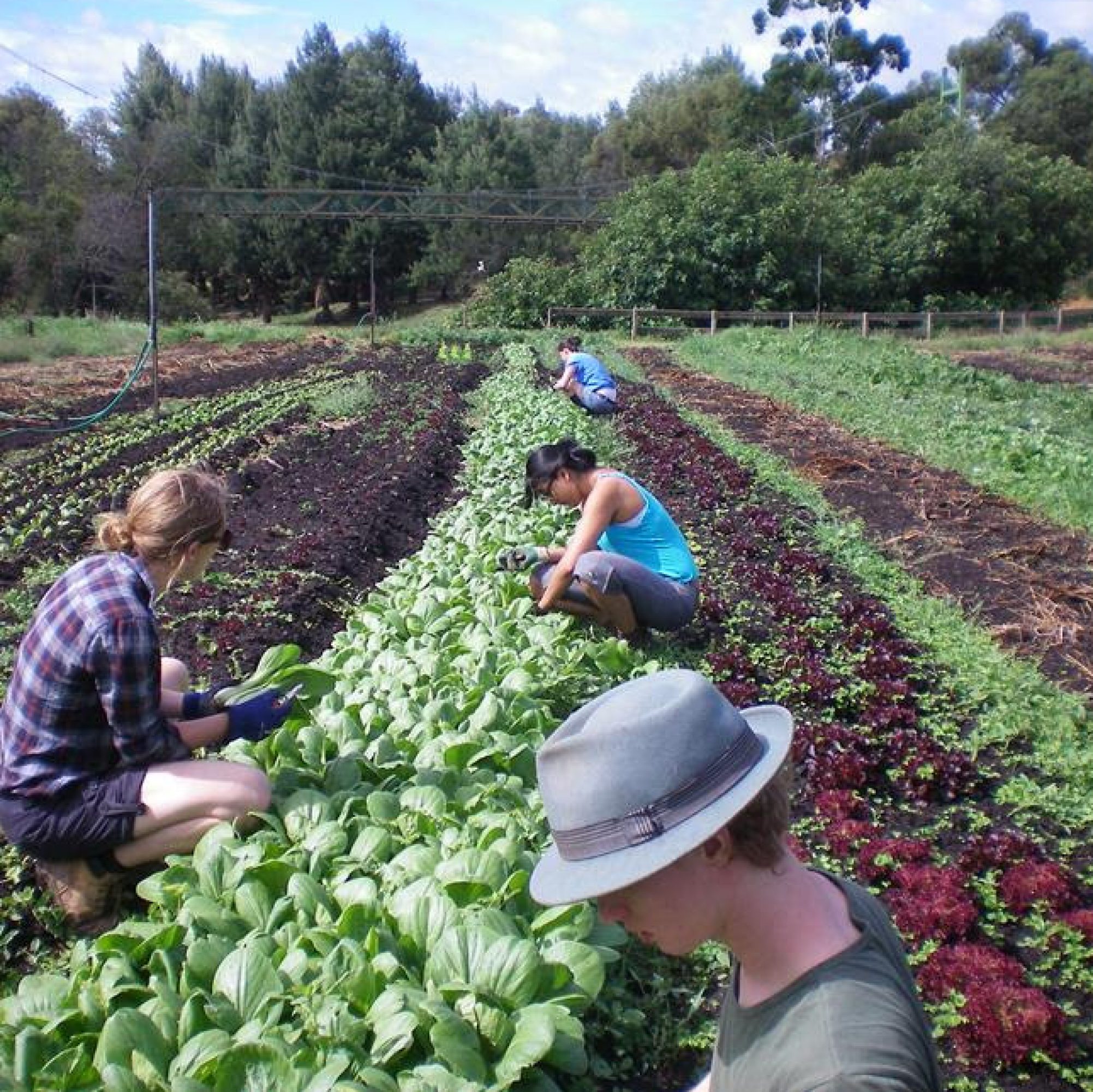 Volunteers at Joe's Garden