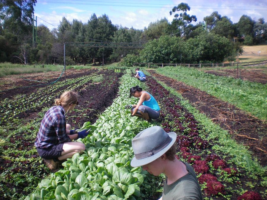 Joes_volunteers - CERES Fair Food Volunteers at Joe's Market Garden, Coburg