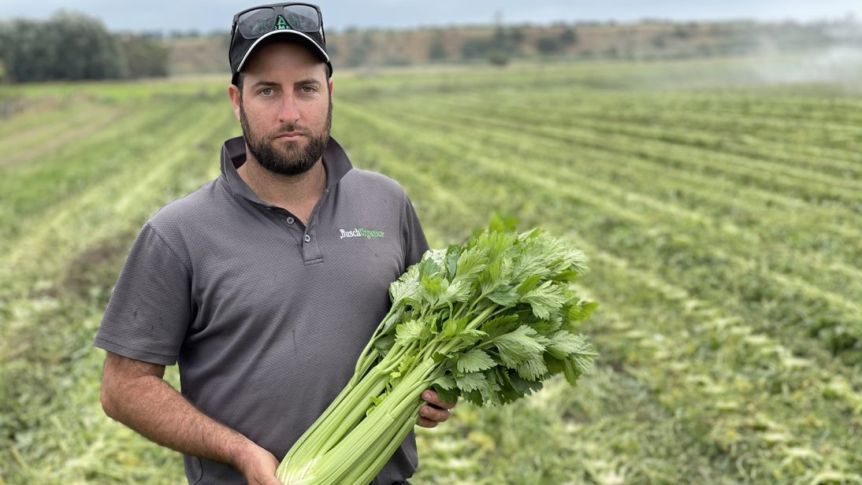 KaneBusch-ploughed_in_celery - CERES Fair Food