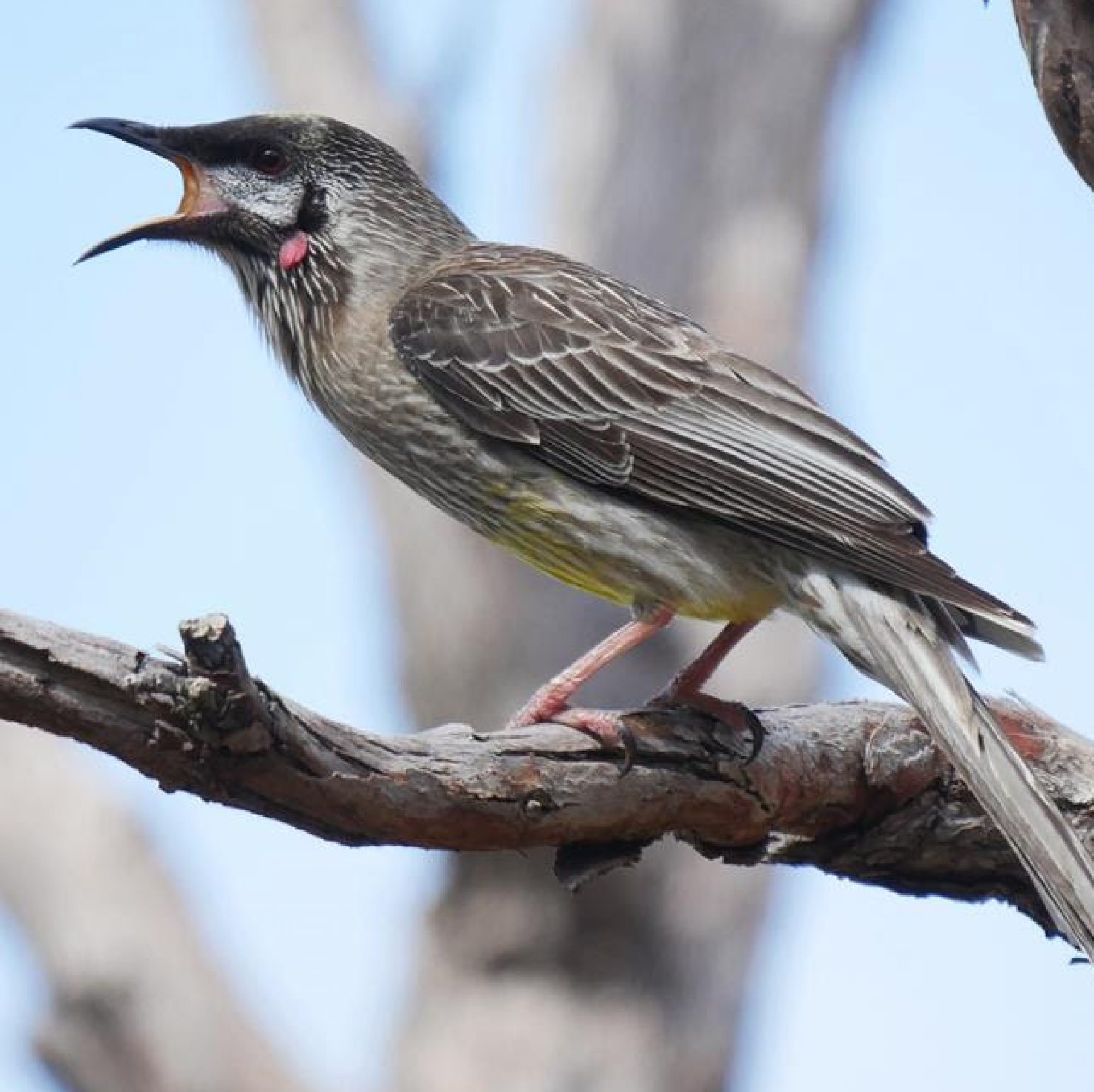 wattlebird in a tree