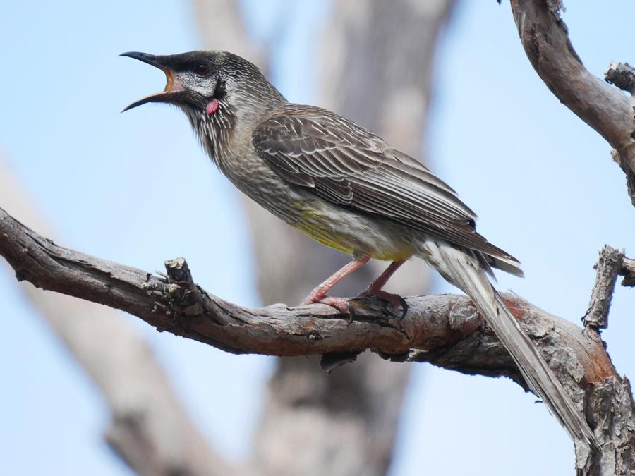 wattlebird in a tree