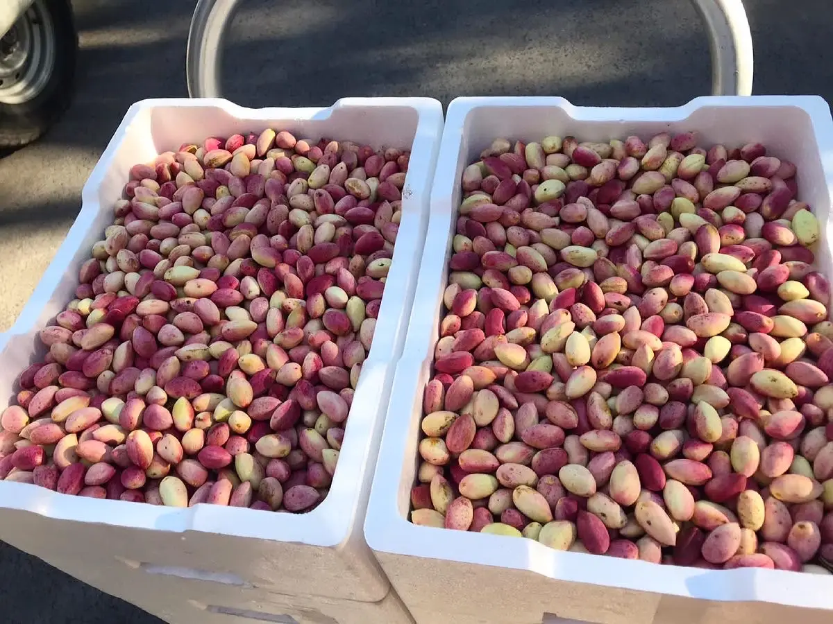 Wahrina-Pistachios-2021-4 - CERES Fair Food Wahrina Pistachios